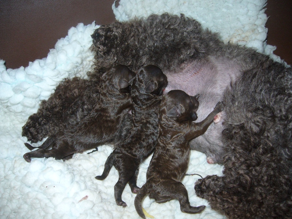 Poodle Puppies – 12 Hours old